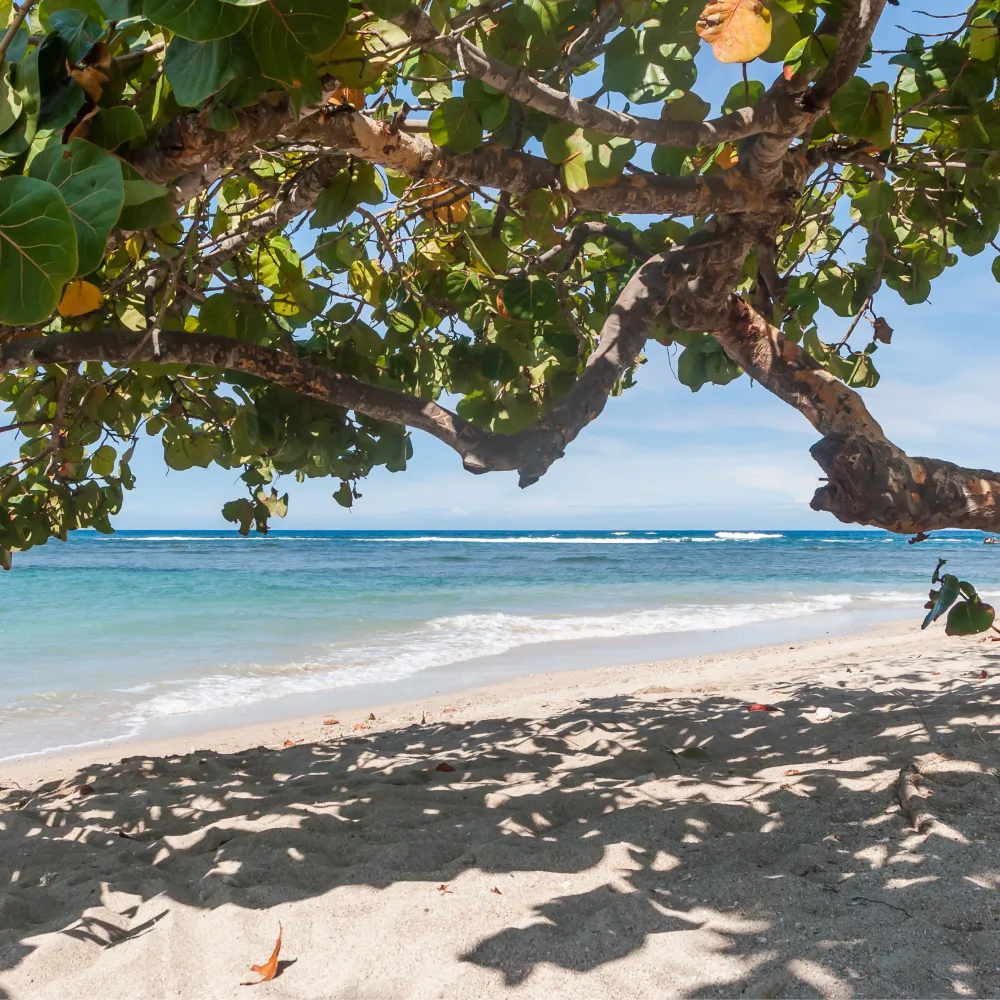 Galería Puerto Plata