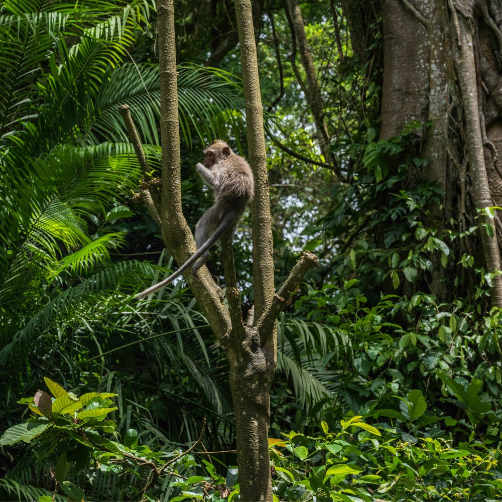 Galería Amazonas de Mistério y Aventura