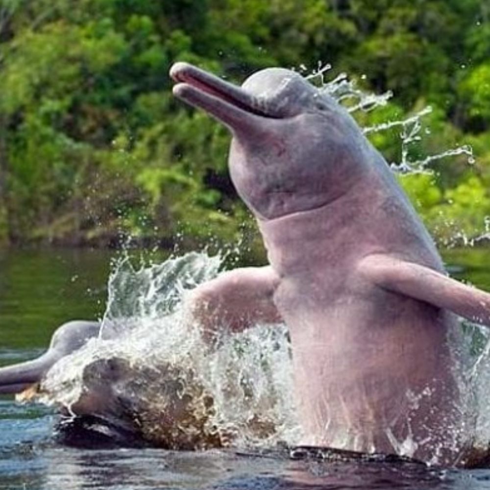 Galería Amazonas de Mistério y Aventura