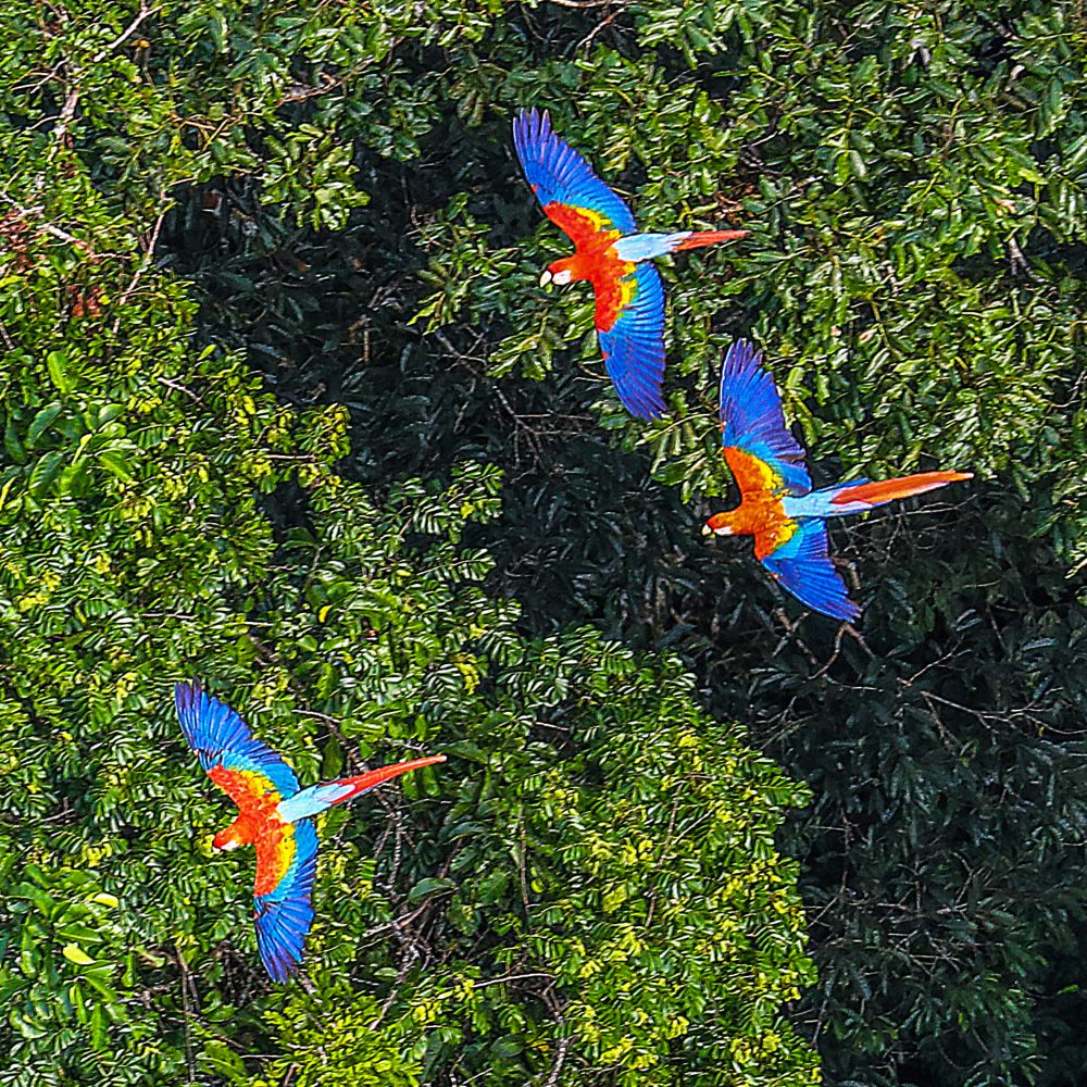 Galería Amazonas de Mistério y Aventura
