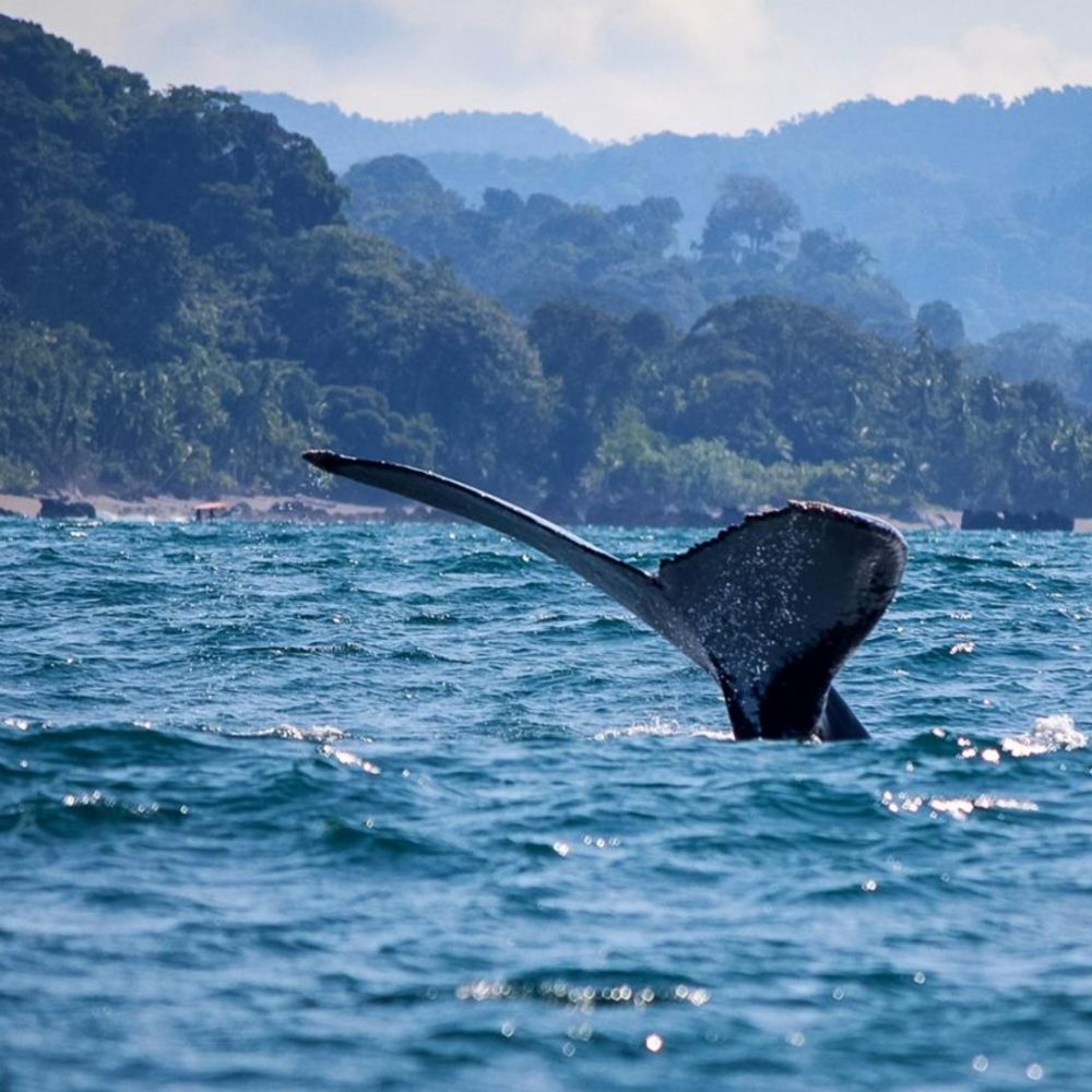 Galería Vive Ecohotel la Bayka Nuquí