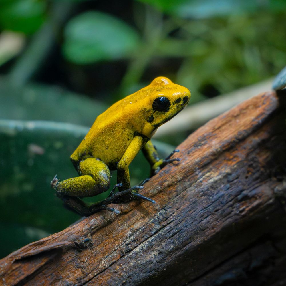 Galería Amazonas de Mistério y Aventura