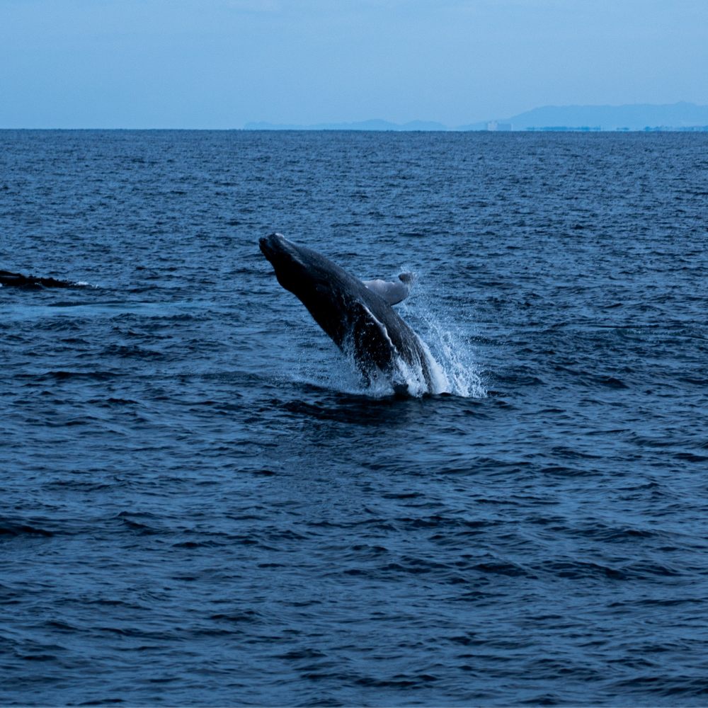 Galería Aventura en Bahía Solano | Avistamiento de Ballenas