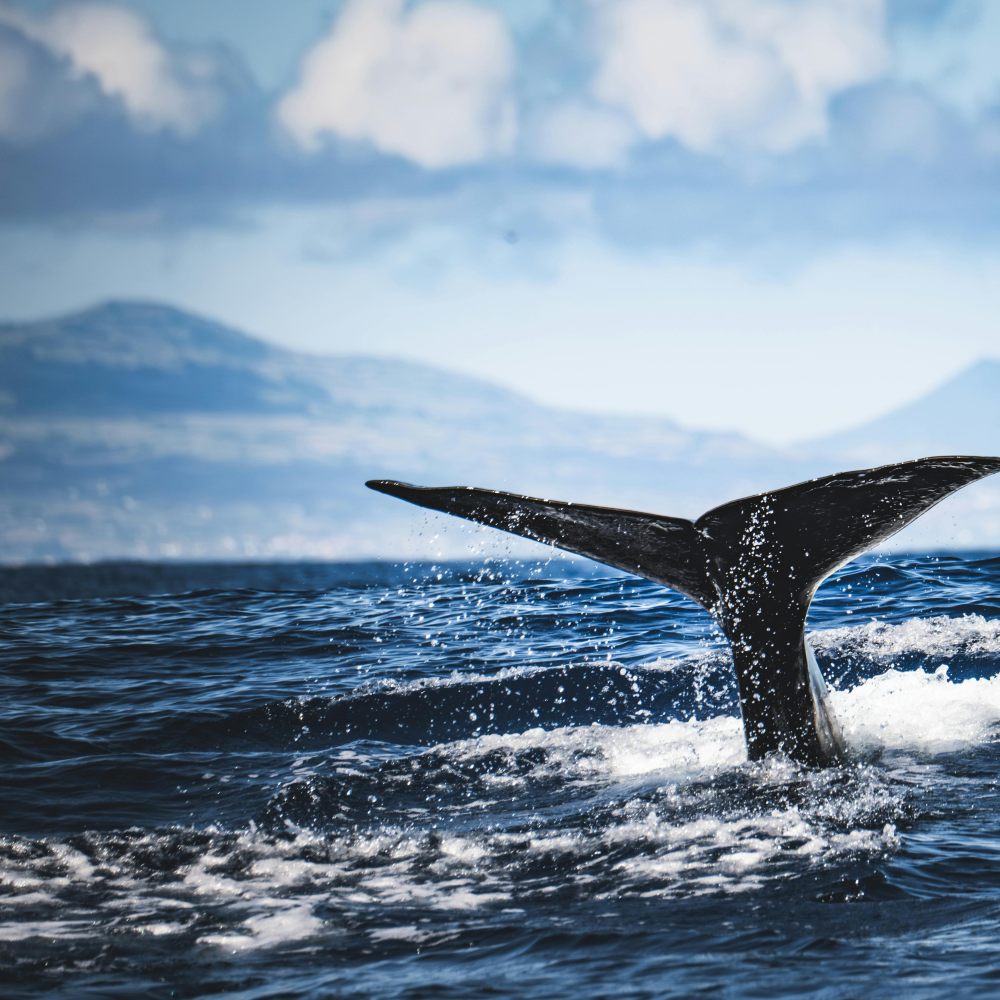 Galería Aventura en Bahía Solano | Avistamiento de Ballenas