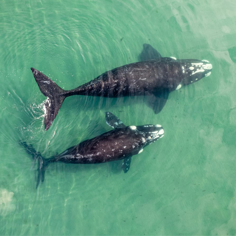 Galería Aventura en Bahía Solano | Avistamiento de Ballenas