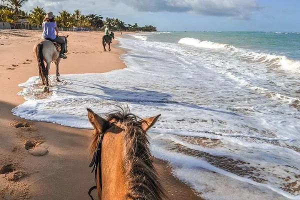 Palomino Tropical