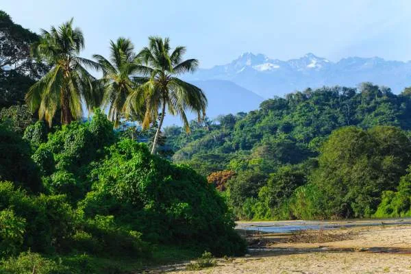 Galería Palomino Tropical