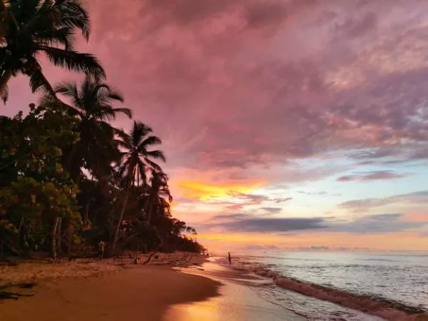 Galería Palomino Tropical